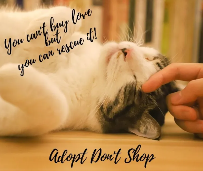 June 22nd – Adoption Event at Pet Supplies Plus