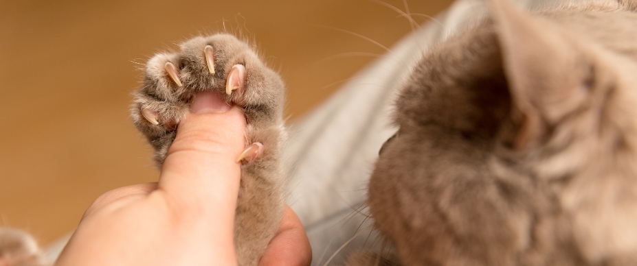 Nail Trim Night (By Appointment)